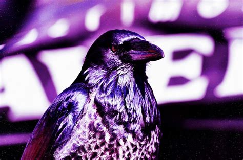 look'n good in purple | Ravens football, Baltimore ravens, Chesapeake