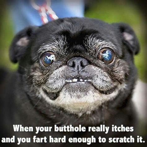 Can't stop laughing (With images) | Pugs funny meme, Pugs funny, Cute pugs