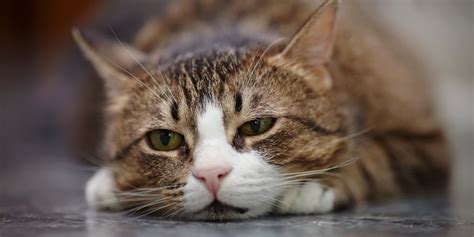 Is My Cat Depressed? Signs, Symptoms & How to Help (Signs, Symptoms ...