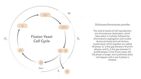 Premium Vector | Schizosaccharomyces pombe fission yeast cell cycle science vector infographic