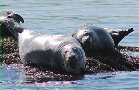 Harbor Seals | Old Sow Tour