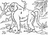 Baboon Coloring Page  Home sketch template
