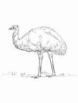 Emu coloring Page sketch template