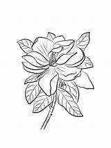 Magnolia coloring pages sketch template