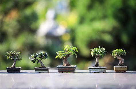 Download Nature Bonsai HD Wallpaper