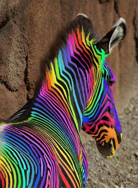 An Extreemely Rare Rainbow Zebra | Please take the time to l… | Flickr