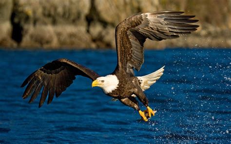 Flying Eagle Wallpapers - Wallpaper Cave