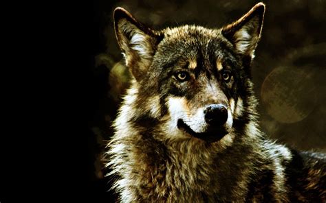 Gray Wolf Wallpapers - Wallpaper Cave