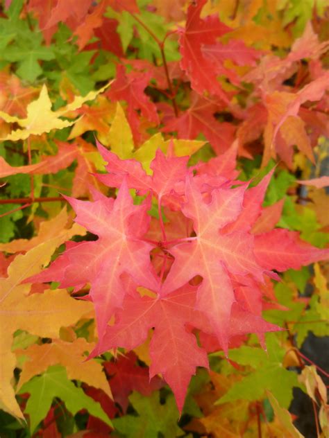 Shantung Maple - Acer truncatum - Wholesale