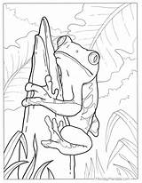 Tree Frog Coloring Pages sketch template