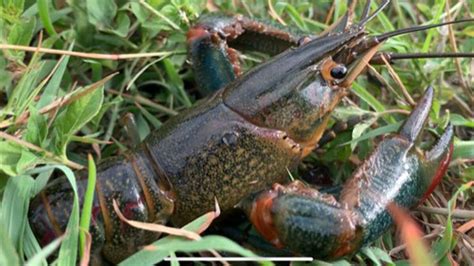 Tasty but extremely large and invasive crawfish discovered in Texas