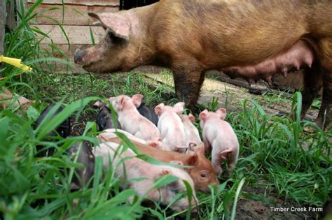 10 Pig Breeds for the Homestead - Countryside