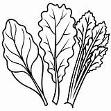 Swiss chard Collard Greens Mustard Vegetable Outline coloring  sketch template