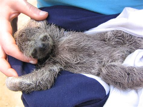 Orphan Sloth | Baby sloth! Another tourist found her in a cu… | Flickr