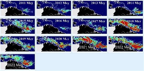 Sargassum seaweed belt has shrunk. It may mean cleaner beaches. | WJCT News 89.9