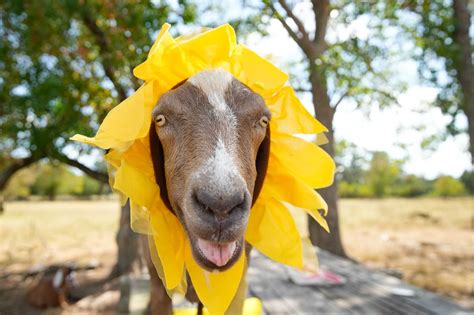 No kidding: A Houston-area farm celebrates Halloween with goats in costumes