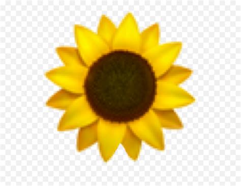 Sunflower Emoji Freetoedit - Sunflower Emoji,Sunflower Emoji - free ...