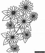 Gerber Daisy Coloring Pages sketch template