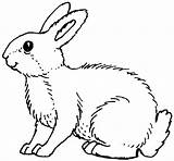 White Rabbit Coloring Page  Free Printable Pages For Kids sketch template