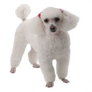 White Poodle PNG Image - PNG All | PNG All