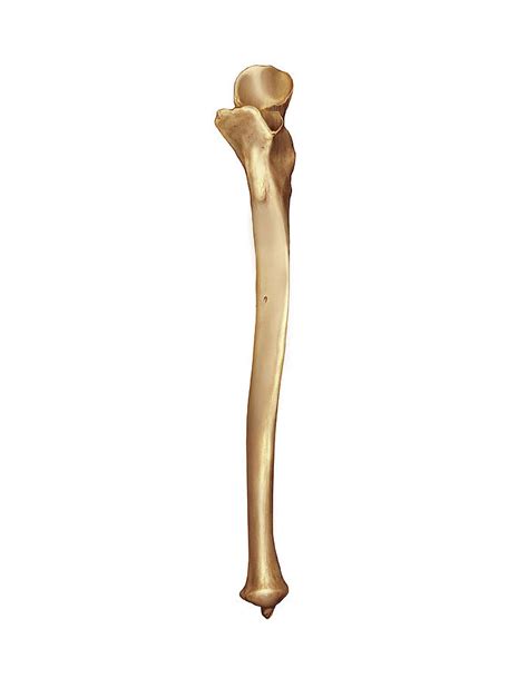 Ulna Bone #1 Photograph by Asklepios Medical Atlas - Pixels