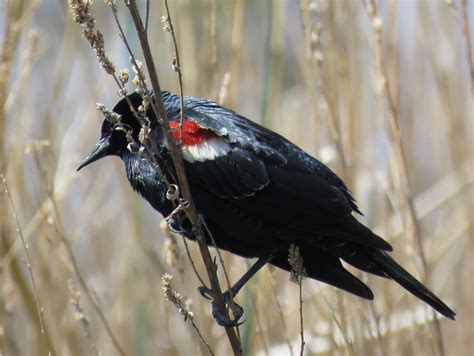 Tricolored Blackbird (Agelaius tricolor) male, Kern River … | Flickr