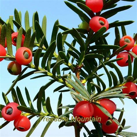 US$ 5.83 - 1 Professional Pack, 20 Seeds / Pack, Rare Taxus Chinensis ...