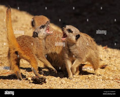 A group of Meerkats fighting with their teeth Stock Photo - Alamy