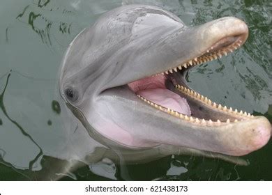 482 Bottlenose dolphin teeth Images, Stock Photos & Vectors | Shutterstock