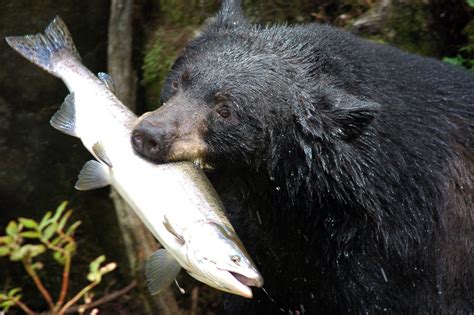 File:Black bear with salmon.jpg - Wikimedia Commons