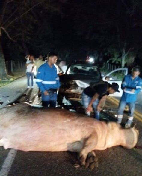 Pablo Escobar's 'cocaine hippo' killed in Colombia