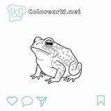 39 Coco Wyo Para Colorear  Descargar E Imprimir Gratis sketch template