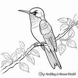 Ruby Throated Hummingbird Coloring Pages  Free & Printable sketch template