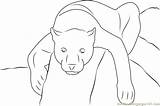 Baby Panther Coloring Pages sketch template