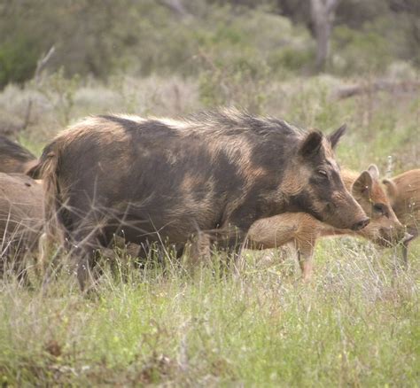 Free Feral Pig Control for Landholders and Managers