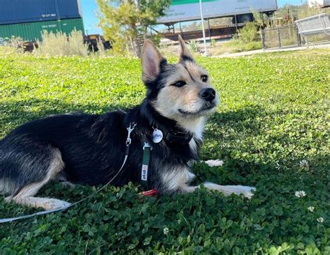 Top 10 what is a husky yorkie mix called You Need To Know