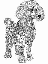 Poodle coloring Pages For Adults sketch template