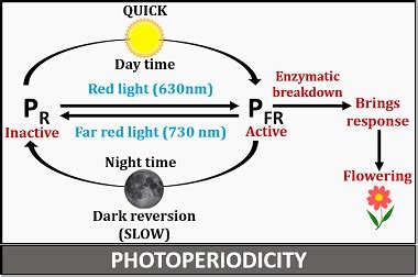 What is Photoperiodism? Definition, Types, Mechanism & Induction ...