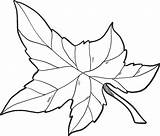 Ivy Leaf coloring Page  ColouringPages sketch template
