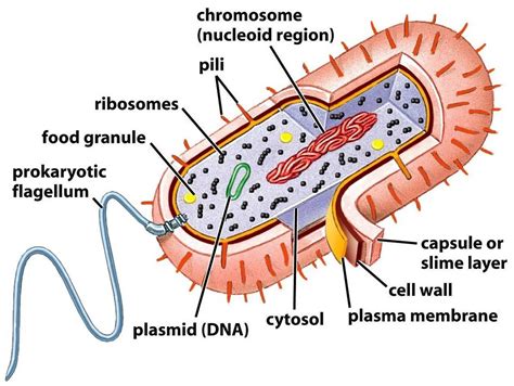 Parts Of A Prokaryotic Cell
