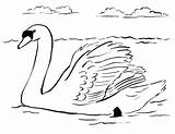 Awesome Swan coloring Page  Download Print Or Color Online For Free sketch template