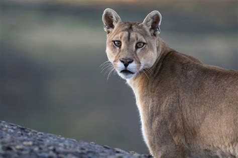 Wildlife of Patagonia - Country Walkers