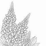 Bluebonnet Coloring Page sketch template