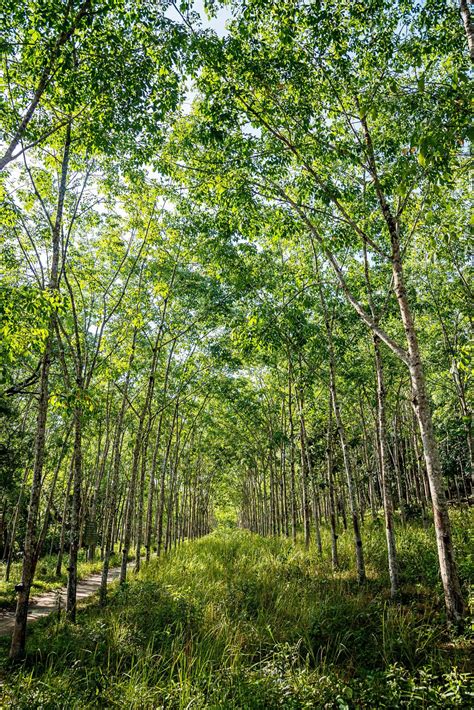 Rubber tree plantation. 7989700 Stock Photo at Vecteezy