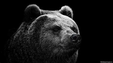 Cool Bear Wallpapers - Top Free Cool Bear Backgrounds - WallpaperAccess