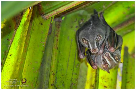 Featured Species: Tent-making Bat (Uroderma bilobatum)