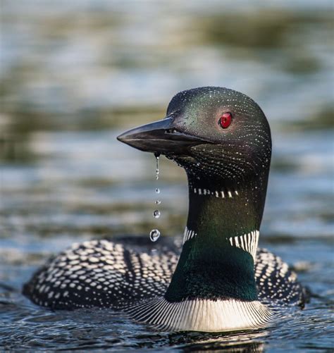 Loon Symbolism & Meaning (+Totem, Spirit & Omens) - World Birds