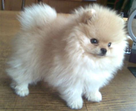 Image result for Pomeranian Color Chart | Animaux adorables, Chien ...