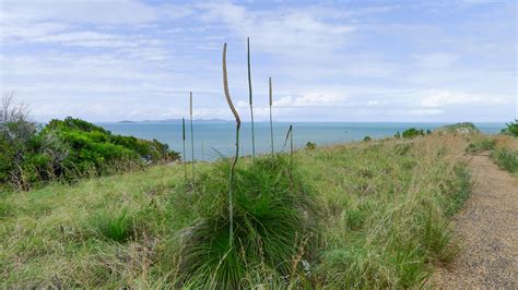 Xanthorrhoea latifolia subsp. latifolia | Grass Tree, Xantho… | Flickr