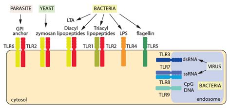 Pattern recognition receptors (PRRs): toll-like receptors | British Society for Immunology